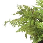 Product Image 3 for Soft Fern Drop-In from Napa Home And Garden