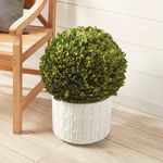Product Image 3 for Boxwood Ball from Napa Home And Garden