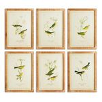 Product Image 1 for Green Birds Study, Set Of 6 from Napa Home And Garden