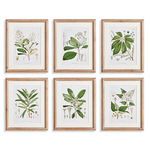 Product Image 1 for Classic Flower And Leaf Study, Set Of 6 from Napa Home And Garden