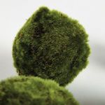 Product Image 5 for Moss Orbs, Set of 6 from Napa Home And Garden