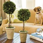 Product Image 2 for Boxwood Single Sphere Topiary from Napa Home And Garden