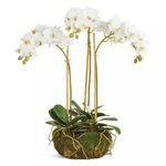 Product Image 1 for Phalaenopsis Orchid Mini Garden Drop In 16" from Napa Home And Garden