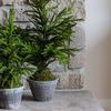 Product Image 3 for Aurora 20" Norfolk Pine Tree in Gray Pot from K&K Interiors