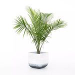 Squared grey ombre planter with tall green palm plant inside against white background