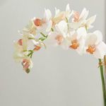 Product Image 7 for Phalaenopsis 16" Mini Garden Drop-In from Napa Home And Garden