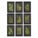Framed Fern Botanical Prints, Set Of 9 image 1