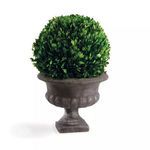 Product Image 2 for English Boxwood Ball in Urn, 12" from Napa Home And Garden