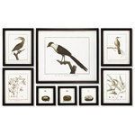 Product Image 1 for Framed Audubon Prints, Set Of 8 from Napa Home And Garden