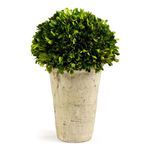 Product Image 1 for English Boxwood Three-quarter Ball In Pot from Napa Home And Garden