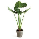 Product Image 1 for Faux Alocasia Potted Plant, 42" from Napa Home And Garden