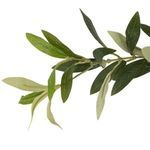 Product Image 6 for Faux Olive Tree from Four Hands