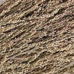 Product Image 3 for Natural Long Dried Everlasting Plants Bunch from BIDKHome