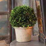 Product Image 3 for Boxwood Ball In Pot from Napa Home And Garden
