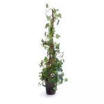 Product Image 1 for Ivy Cone Topiary Potted from Napa Home And Garden