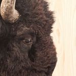 Product Image 10 for American Bison from Four Hands
