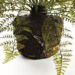 Product Image 3 for Soft Fern Drop-In from Napa Home And Garden