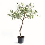 Product Image 1 for Olive Tree Drop-in 40" from Napa Home And Garden