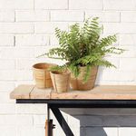 Product Image 4 for Boston Fern Drop-In from Napa Home And Garden