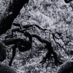 Product Image 11 for Tree Gaze IV By Coup D'esprit from Four Hands