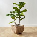 Product Image 8 for Fiddle Leaf Fig Potted 43" from Napa Home And Garden