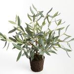 Product Image 2 for Olive Tree Drop-In from Napa Home And Garden
