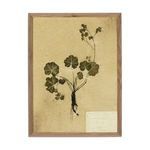 Front view of left panel with broad leaves and roots taped on aged beige paper within walnut frame
