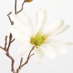 Product Image 3 for Star Magnolia Stems , Set Of 6 from Napa Home And Garden
