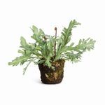 Product Image 1 for Birds Nest Fern Drop-In 13.5 from Napa Home And Garden