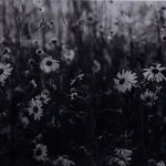 Product Image 5 for Floral Film II Framed Black and White Photograph by Annie Spratt from Four Hands
