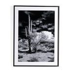 Product Image 7 for Sonoran Desert By Getty from Four Hands