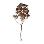 Product Image 1 for Dried Fenckel Stem from Accent Decor