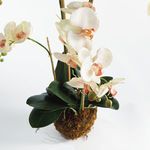 Product Image 3 for Phalaenopsis Orchid Drop-In 30" from Napa Home And Garden