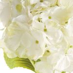 Product Image 3 for Mophead Hydrangea Stems , Set Of 4 from Napa Home And Garden