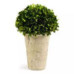 Product Image 2 for English Boxwood Three-quarter Ball In Pot from Napa Home And Garden