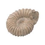 Product Image 1 for Cretaceous Ancient Shell Sculpture from Elk Home