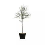 Product Image 1 for Faux Thyme Topiary In Pot from Creative Co-Op