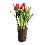 Product Image 1 for Tulip Drop-In 22" from Napa Home And Garden