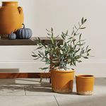 Product Image 5 for Olive Tree Drop-In from Napa Home And Garden