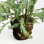 Product Image 3 for Birds Nest Fern Drop-In 13.5 from Napa Home And Garden