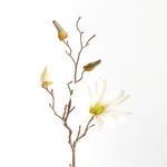 Product Image 2 for Star Magnolia Stems , Set Of 6 from Napa Home And Garden