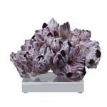 Product Image 4 for Barnacle Coral 8 from Legend of Asia