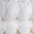 Close-up view showing fine embossed details on sand dollar shapes and bone china texture