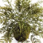 Product Image 2 for Soft Fern Drop-In from Napa Home And Garden