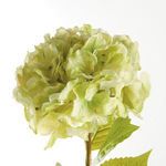 Product Image 3 for Mophead Hydrangea Stems , Set Of 4 from Napa Home And Garden