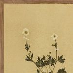 Close-up of middle panel showing two pressed flowers with thin stems and leaves on beige textured paper
