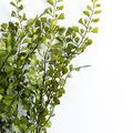 Product Image 2 for Dorothea Fern Stems, Bundle of 7 from Napa Home And Garden