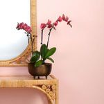 Product Image 4 for Relic Footed Bowl from Jamie Young