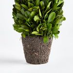 Product Image 3 for Boxwood Cone Topiary Drop-in from Napa Home And Garden