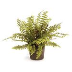 Product Image 1 for Boston Fern Drop-In from Napa Home And Garden